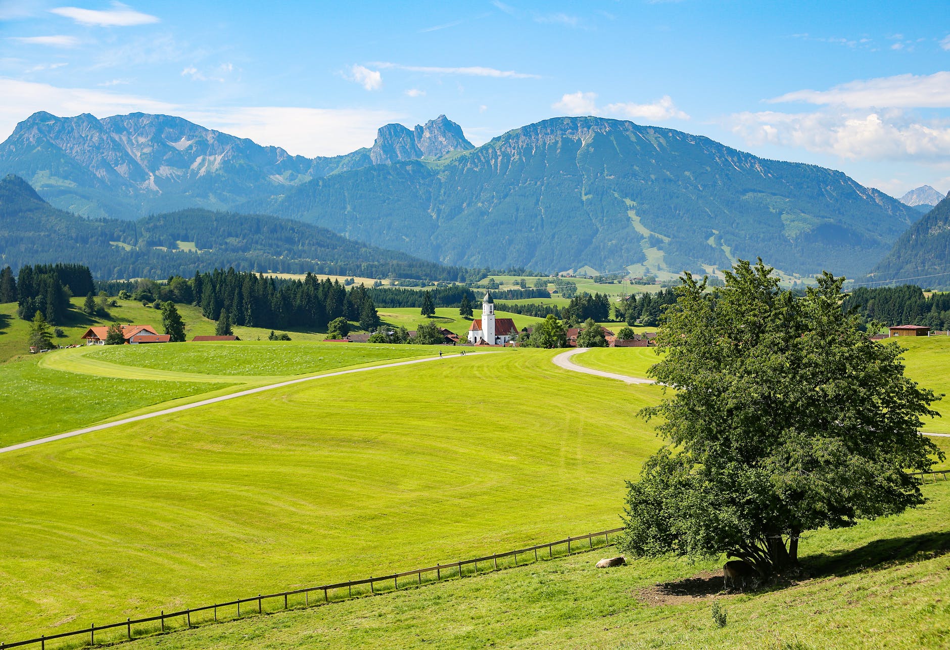 green trees on green fields